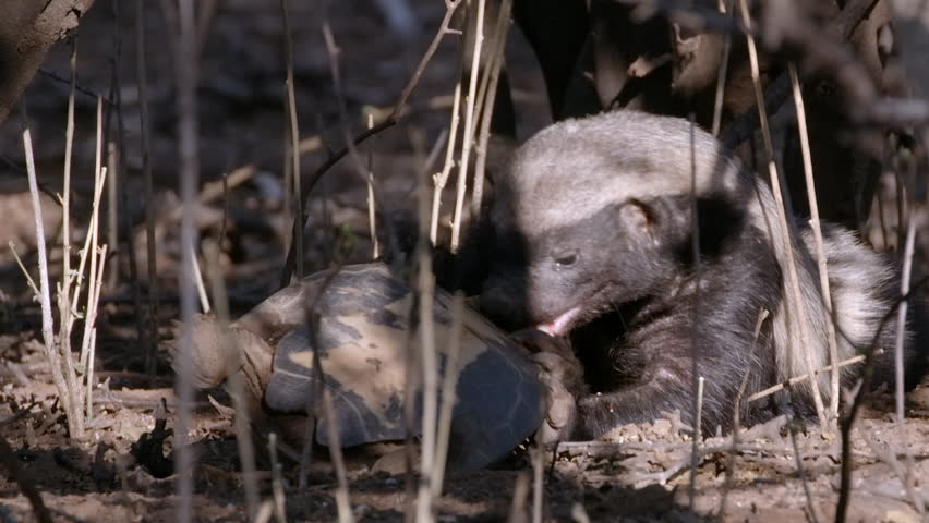 A fierce honey badger uses its powerful claws and teeth to eat a terrapin, ripping into its head in a raw and intense wildlife moment captured in the African wilderness.