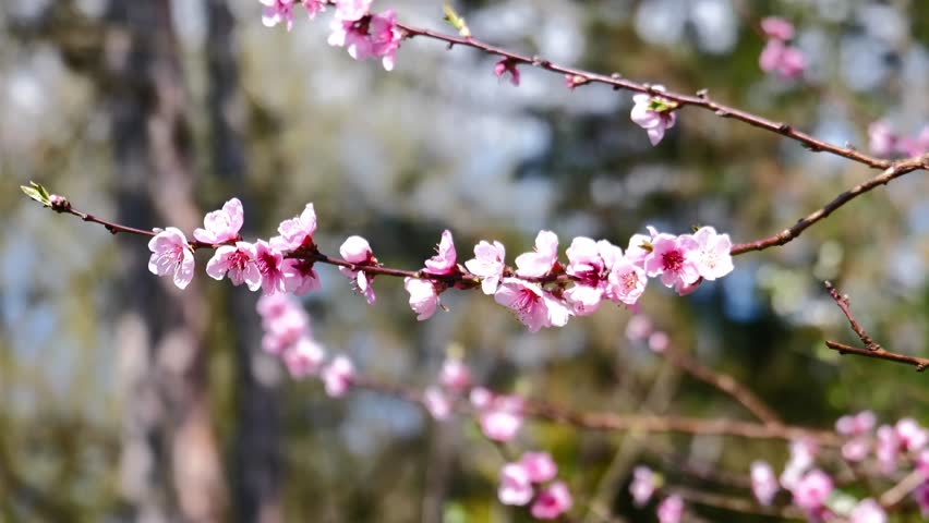 Beautifual Pink Peach Blossoms in a Gerden