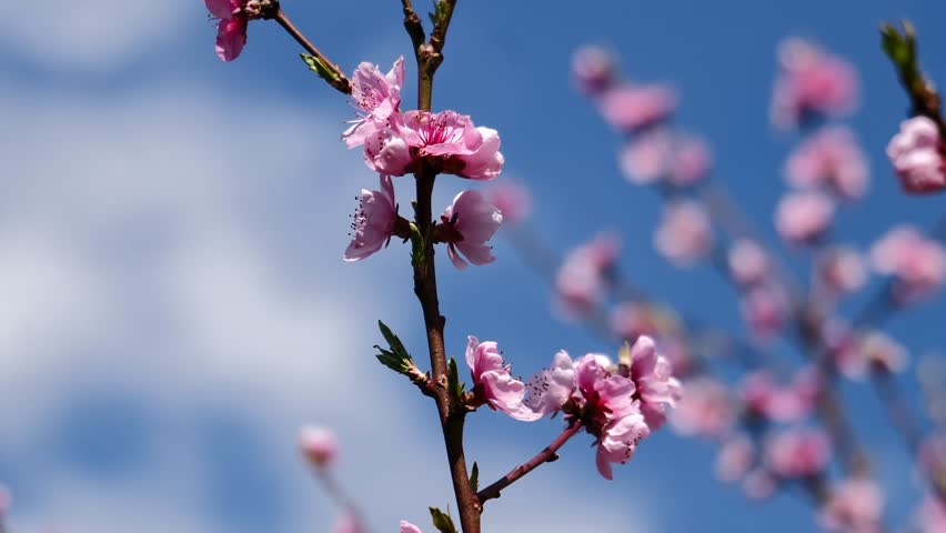 Beautifual Pink Peach Blossoms in a Gerden