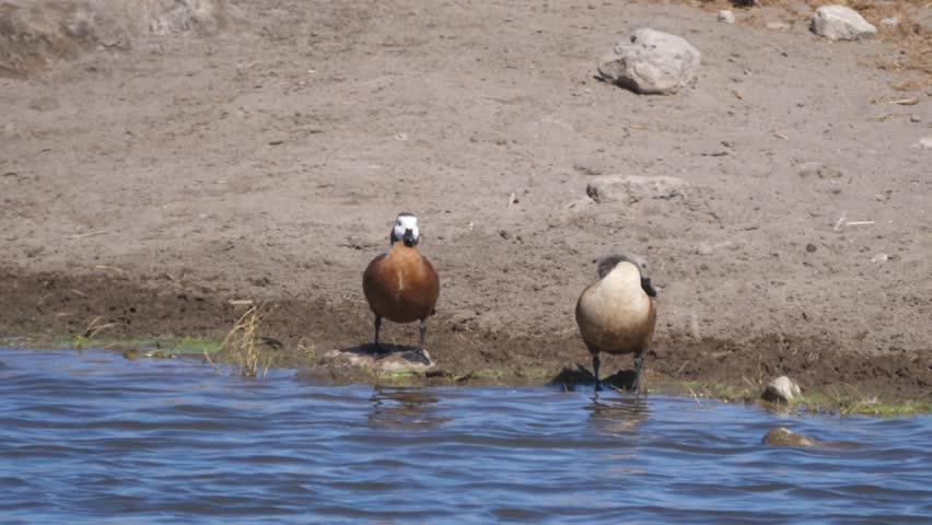 White-faced whistling duck at a waterpool in Etosha National Park Namibia