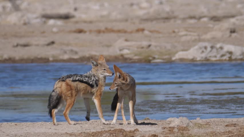 Two Red fox around a waterpool in Etosha National Park Namibia