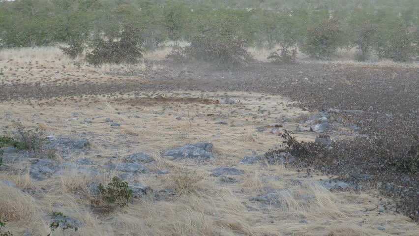 Massive flock of birds in Etosha National Park Namibia