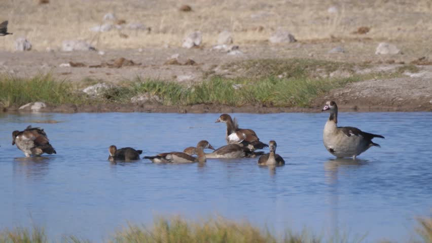 White-faced whistling duck at a waterpool in Etosha National Park Namibia