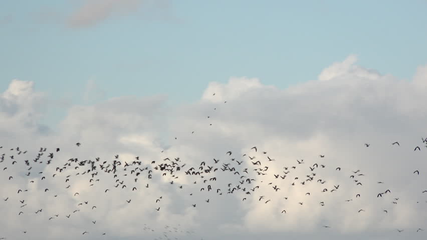 Large flock of birds flying in the winter sky on migration from the North.  Pink foot geese in formation blue clear sky large numbers UK 4K