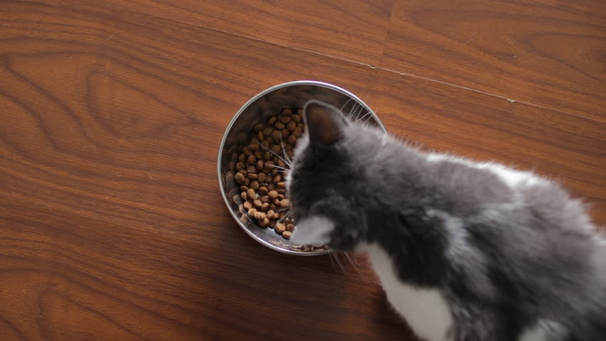 Relaxed domestic cat enjoying dry food from metal bowl while sitting on wooden floor, displaying well-fed pet contentment