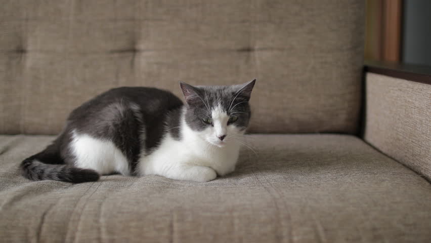Peaceful gray and white cat drifting into slumber, nestling comfortably on soft brown sofa, surrendering to gentle relaxation