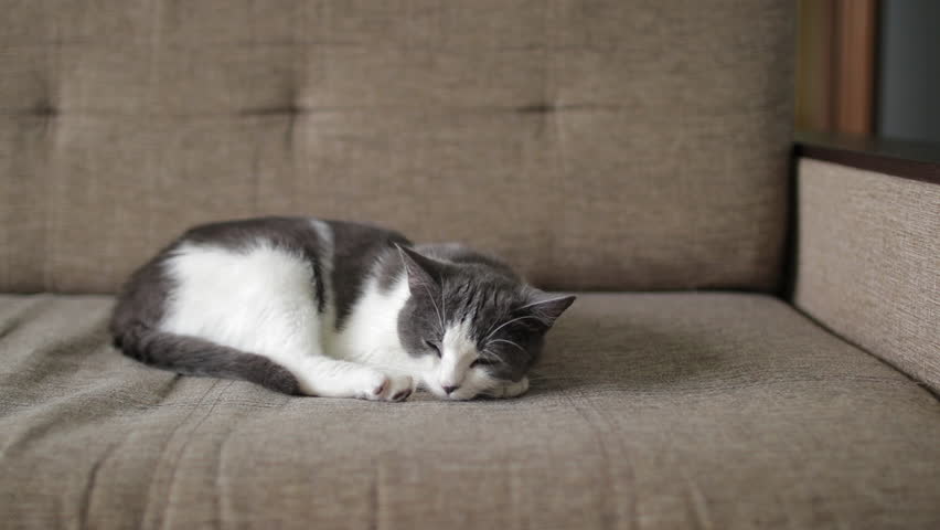 Peaceful gray and white cat drifting into slumber, nestling comfortably on soft brown sofa, surrendering to gentle relaxation