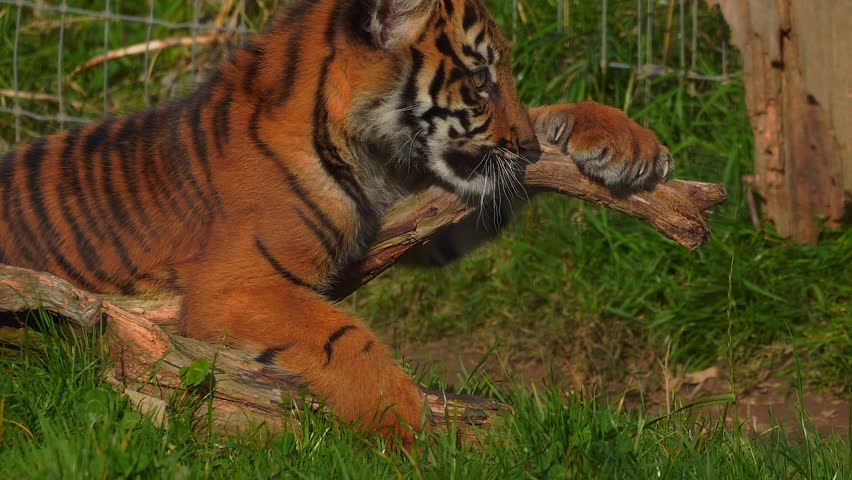 A 4k movie of a cute little tiger cub using a tree branch to sharpen his teeth and claws in his zoo enclosure in a wildlife park in Wales