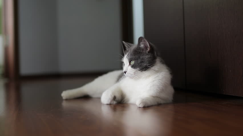 Sleek gray-white short-haired cat lounging peacefully on wooden floor, green eyes scanning calm domestic environment with relaxed curiosity
