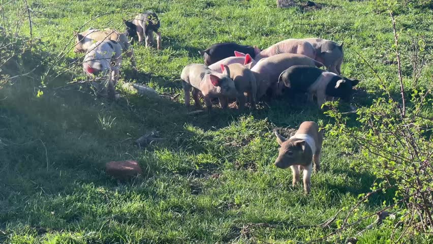 A close up of a group of baby pigs of all colours as they are eating grass on a green field at golden hour.