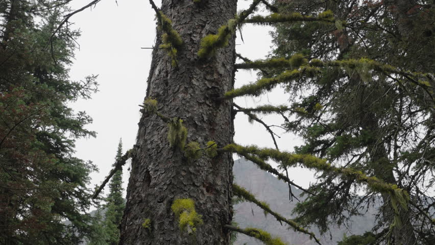 Moss-covered pine tree in Montana forest, calm and misty mountain backdrop