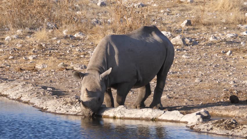 Rhino drinking from a waterpool in Etosha National Park Namibia