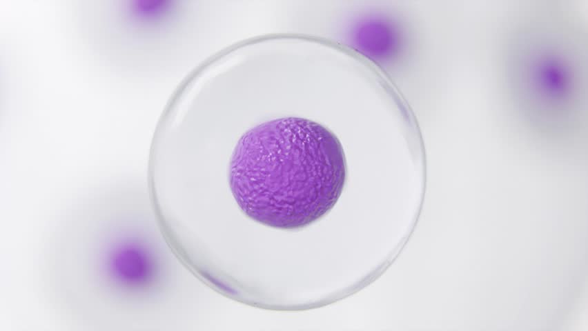 Realistic Animated Stem Cell Division in HD Video | Division of Stem Cell video in HD