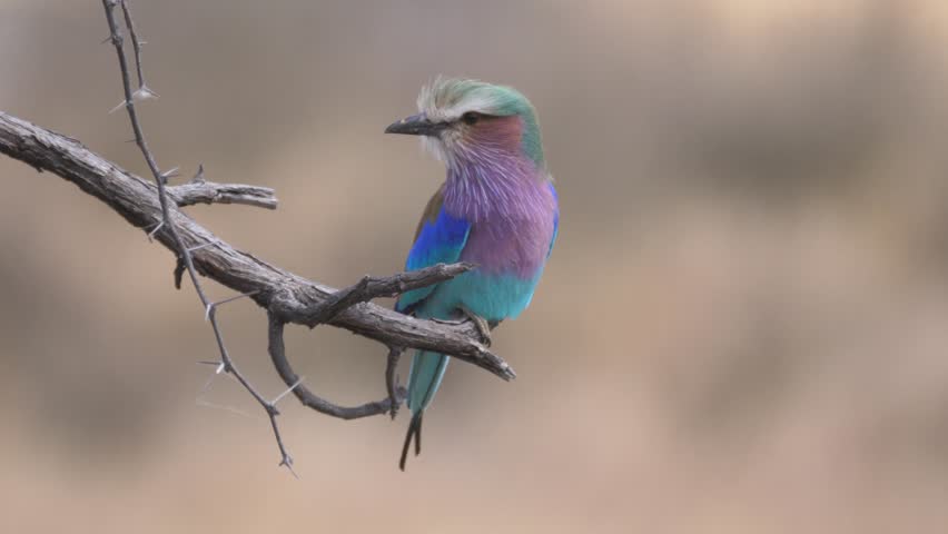 Lilac-breasted roller on a branch in Khaudum National Park Namibia