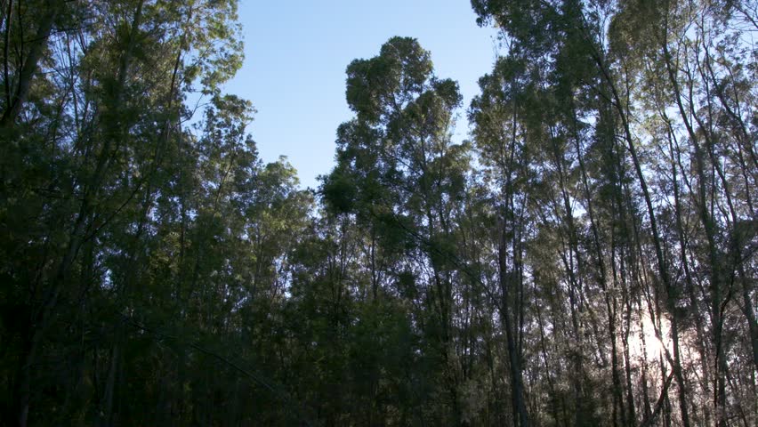 Sun Shining through Forest Trees