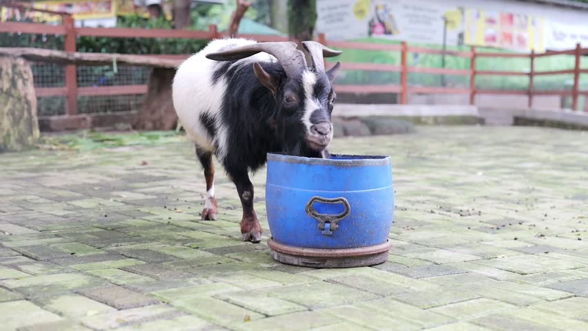 Footage of A goat with a feeding trough is inside an enclosure at the zoo