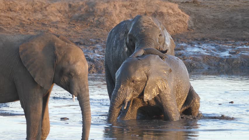 Herd of elephants in a waterpool in Khaudum National Park Namibia