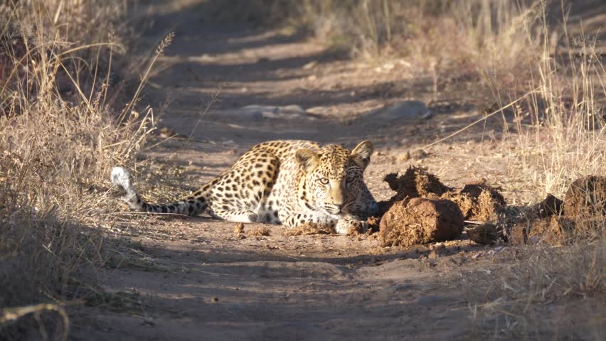 Jaguar laying next to dung on a dirt road in Khaudum National Park Namibia