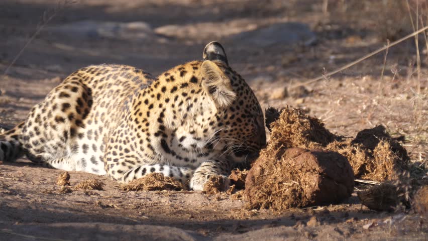 Jaguar laying next to dung on a dirt road in Khaudum National Park Namibia