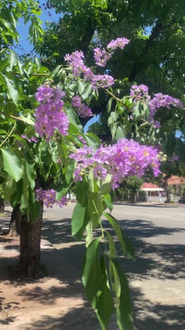 Spring is comeing .Purple flowers bloom。