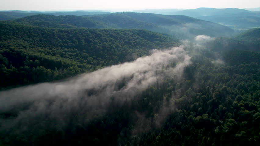 Aerial view of dense forest shrouded in morning mist, with fog weaving through trees and rolling hills. Vibrant green foliage contrasts with soft white clouds, creating serene and mystical atmosphere.