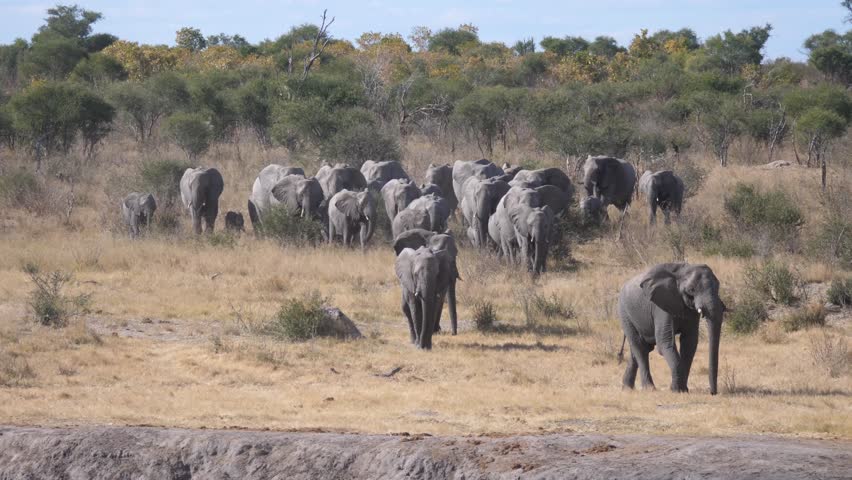 Big herd of elephants arriving at a waterpool in Khaudum National Park Namibia