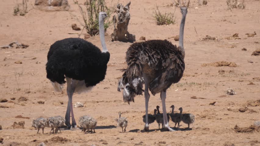 Baby ostriches around father and mother ostrich at Khaudum National Park Namibia
