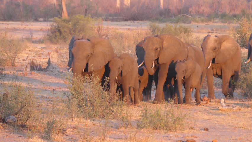 Big herd of elephants walking in Khaudum National Park Namibia
