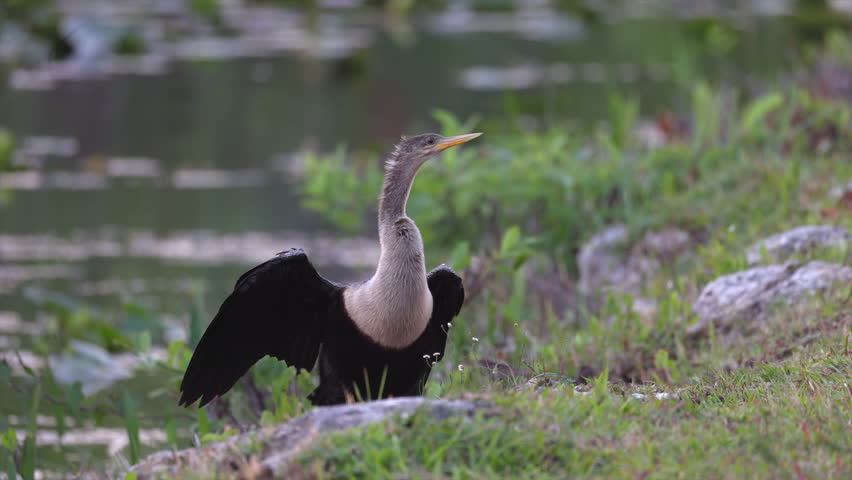 Tropical Florida Anhinga fishing bird spreading wings and long neck in Everglades Park