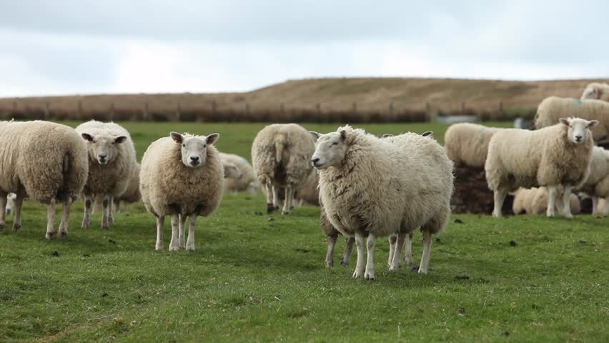 A herd of Sheep in an upland field. Spring. Powys. Wales. UK
