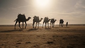 Camels Walking In The Sandy Shore of Beach Led By A Person In Essaouira, Morocco. - wide shot - Powered by Shutterstock - Get 15% off with code: PIKWIZARD15