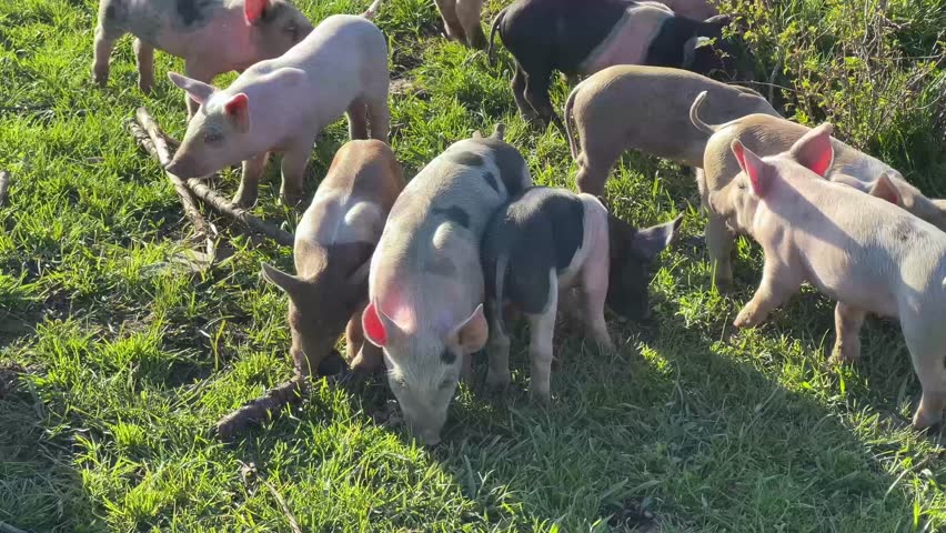A close up of a group of baby pigs as they interact with each other and eat grass at golden hour on a green field.