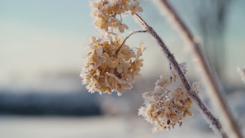 Close up of withered large petal hydrangea flowers on a cold winter morning. Frost on dried flowers. Plants in morning frost.