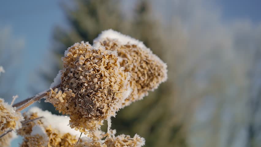 Withered large petal hydrangea flowers on a cold winter morning. Frost on dried flowers. Plants in morning frost.