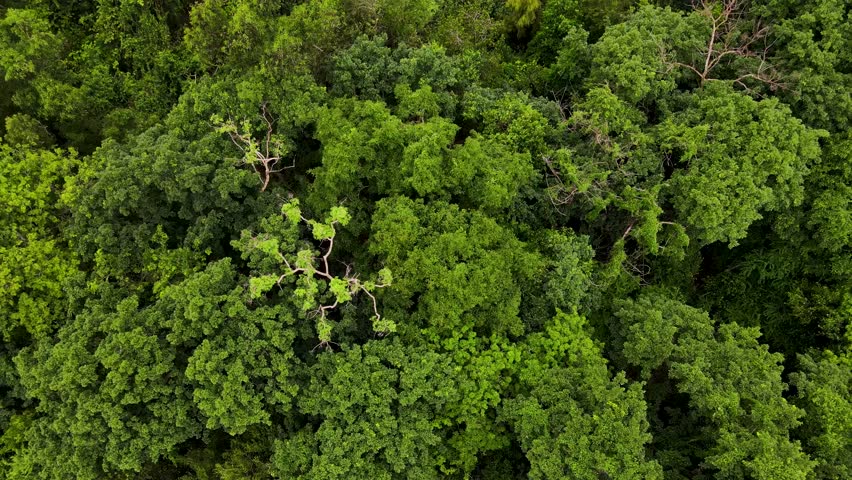 Aerial top down view of a Lush green forest canopy with dense trees in Sundarban mangrove forest, Bangladesh