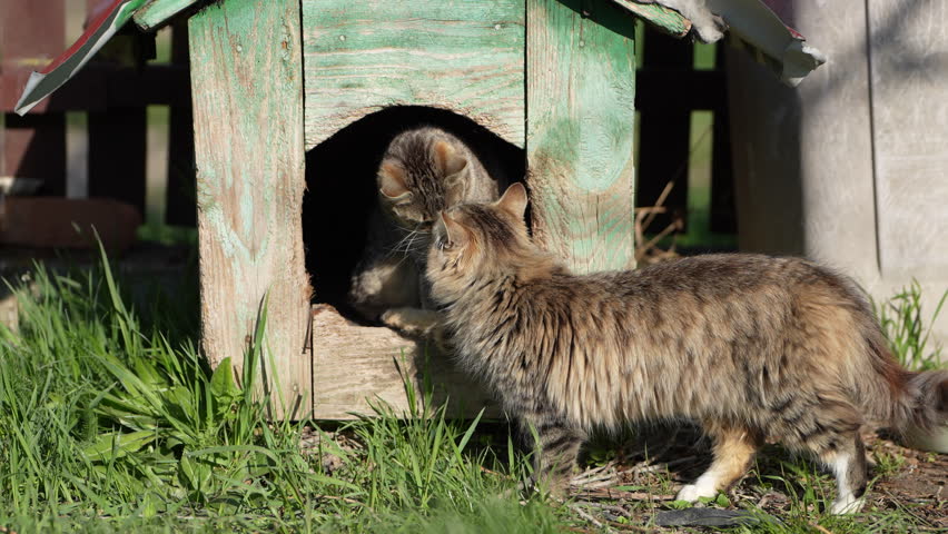 Sunny Spring Day: Cats Comfy in a Dog
