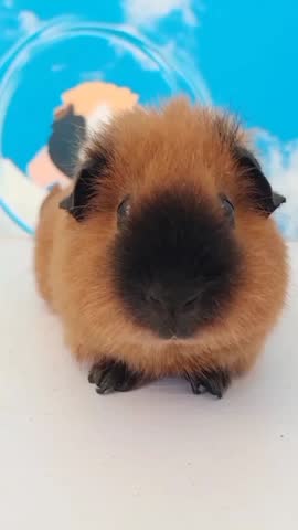 Fluffy Brown Guinea Pig with Black Markings Indoors.