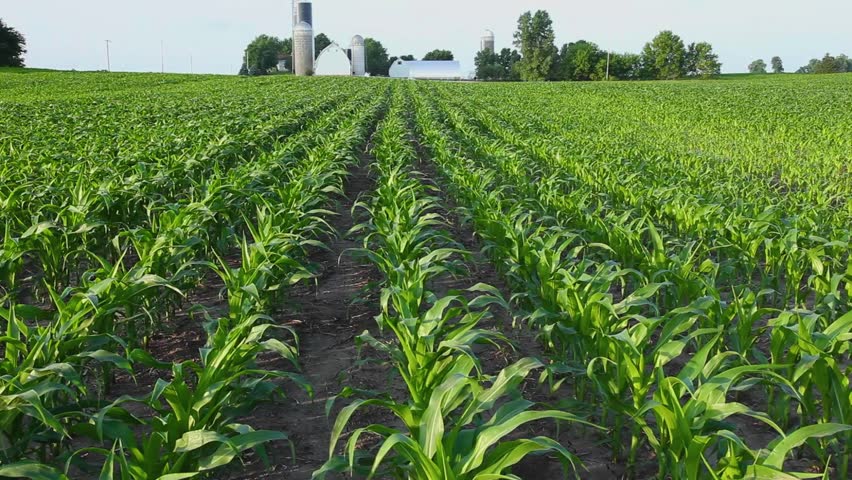 Young corn in the breeze with a farm in Minnesota in early summer