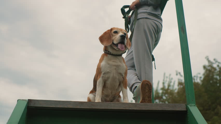 Female tamer with crossed legs holding stripper leash while bull dog pants and looks around atop green platform during outdoor training session surrounded by trees calm yet alert atmosphere