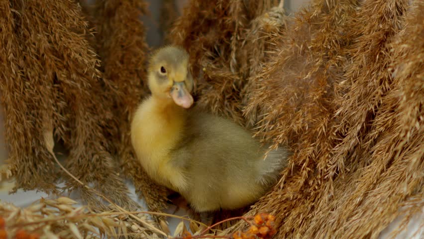 A Cute Little Duckling Nesting Comfortably in Its Beautiful Natural Surroundings