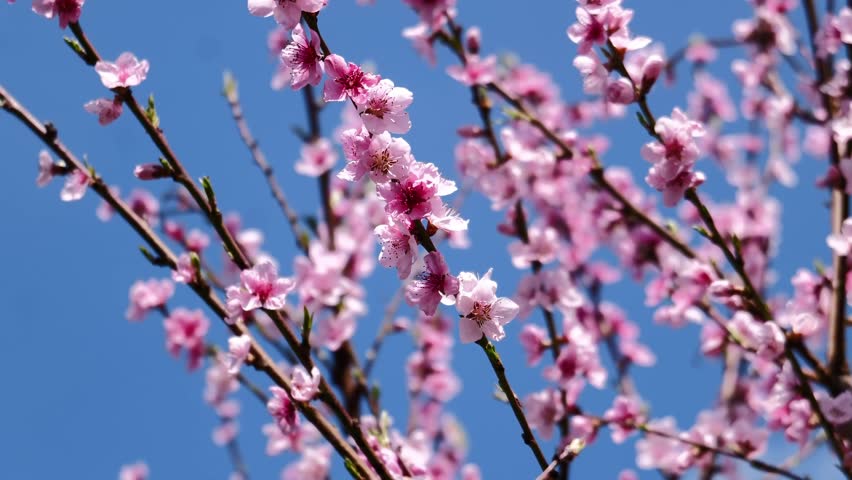 Beautifual Pink Peach Blossoms in a Gerden