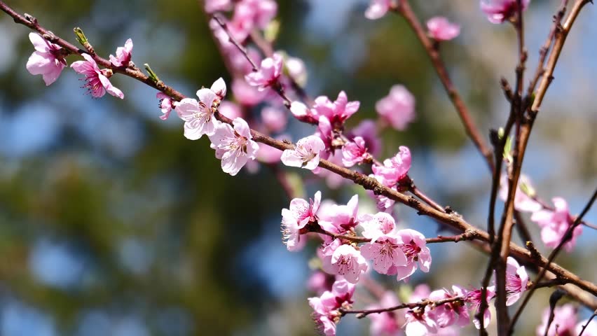 Beautifual Pink Peach Blossoms in a Gerden