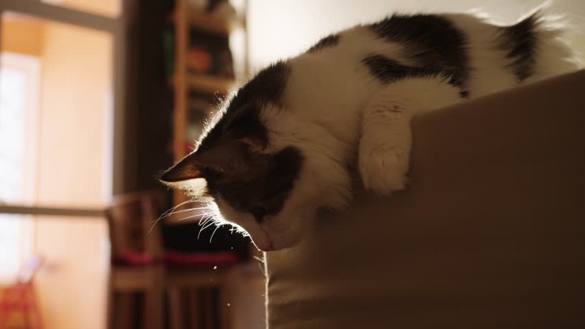 Backlit domestic cat resting on sofa backrest, curiously observing warm-lit living room with serene demeanor and soft sunlight filtering through window