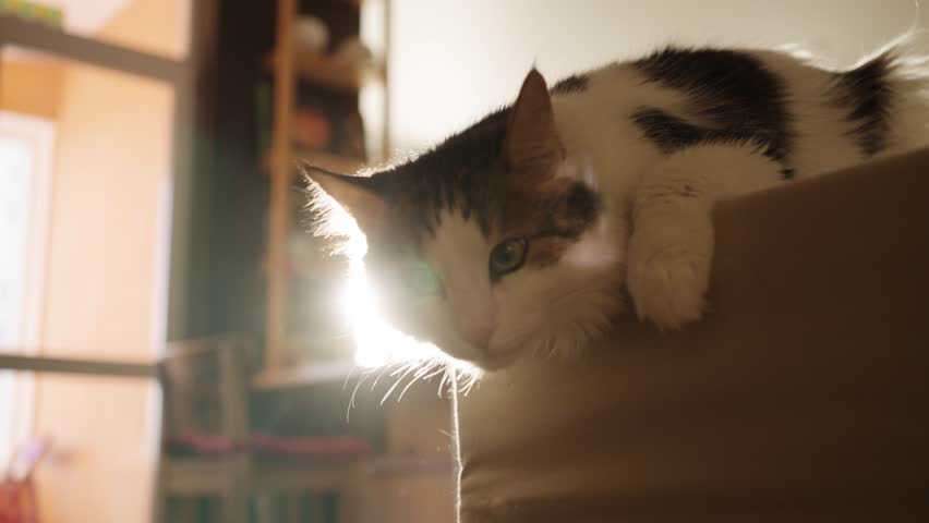 Backlit domestic cat resting on sofa backrest, curiously observing warm-lit living room with serene demeanor and soft sunlight filtering through window