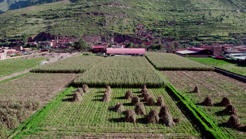 Corn, Potato and other Andean Food Crops in the Town of Pisac, in Cusco, Peru