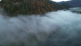 Fog Rolls Over Autumn Forest and Lake in British Columbia, Canada - Powered by Shutterstock - Get 15% off with code: PIKWIZARD15