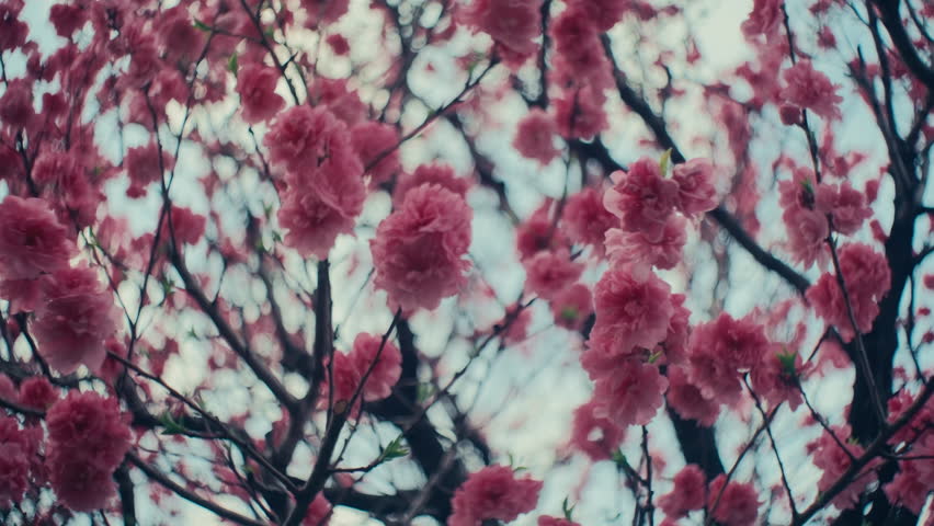 Aesthetic nature close-up: pink sakura flowers.