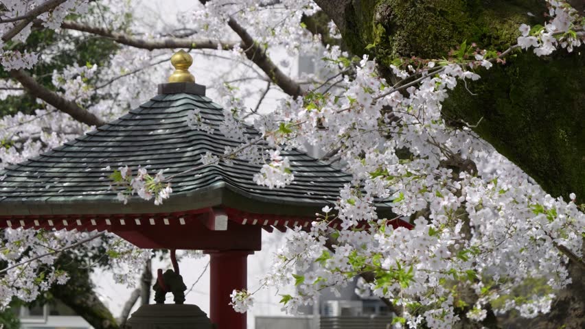 Stunning slow motion cinematic slider over rooftop with Japanese architecture during Sakura
