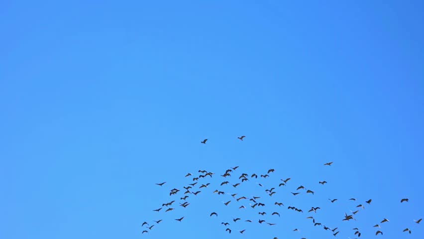 Black-Crowned Night Heron (Nycticorax nycticorax) Flock Flying Over Wetland – 120fps 4K Footage