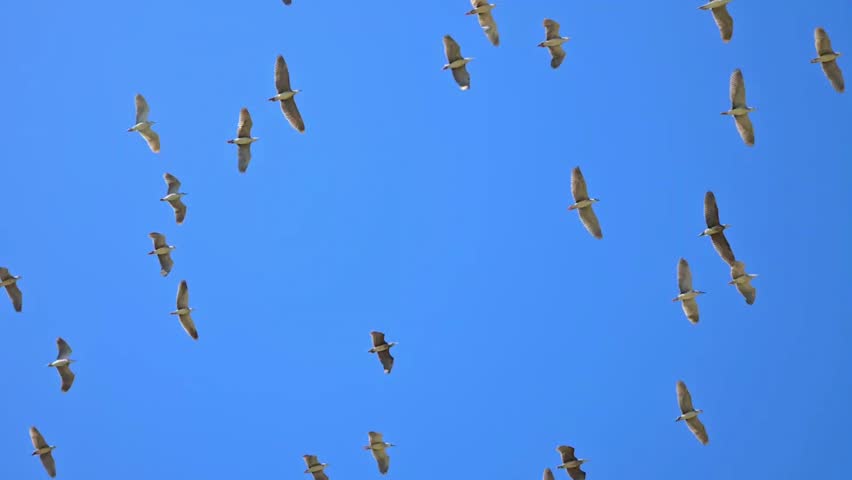 Black-Crowned Night Heron (Nycticorax nycticorax) Flock Flying Over Wetland – 120fps 4K Footage